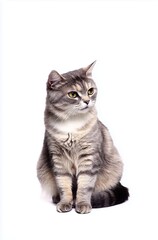 Obraz premium Sleek Silver Tabby Cat Sitting Gracefully on White Background with Intense Gaze 