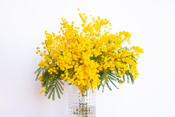 Bouquet of yellow mimosa flowers in white vase for International Women's Day