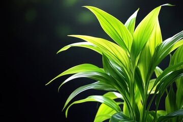 A vibrant green plant thrives in a decorative pot, showcasing its healthy leaves and natural beauty in a home environment.