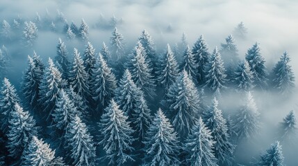 Aerial view of snow-covered evergreen trees in a misty forest landscape during winter