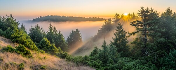 Obraz premium Fog shrouded forest landscape with sun rays peaking through trees