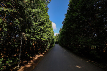 나무 사이로 지나가는 숲길 제주시 조천읍 교래리 제동목장 포토존