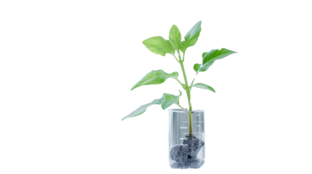 Young plant growing in beaker with transparent background