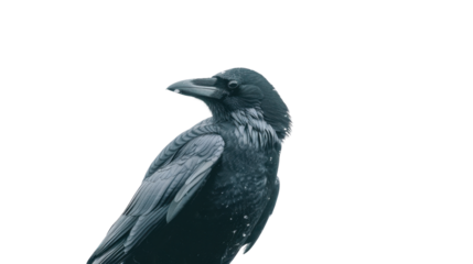 Black raven looking sideways on transparent background