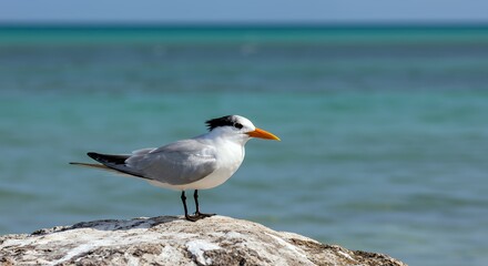 Obraz premium Seagull Standing on Coastal Rock with Calm Turquoise Water Backdrop