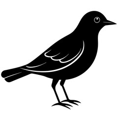 Black bird with line drawing 