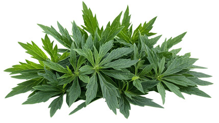 Green leaves of mugwort (artemisia vulgaris), a medicinal and culinary herb, isolated on transparent background.