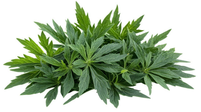 Green leaves of mugwort (artemisia vulgaris), a medicinal and culinary herb, isolated on transparent background.