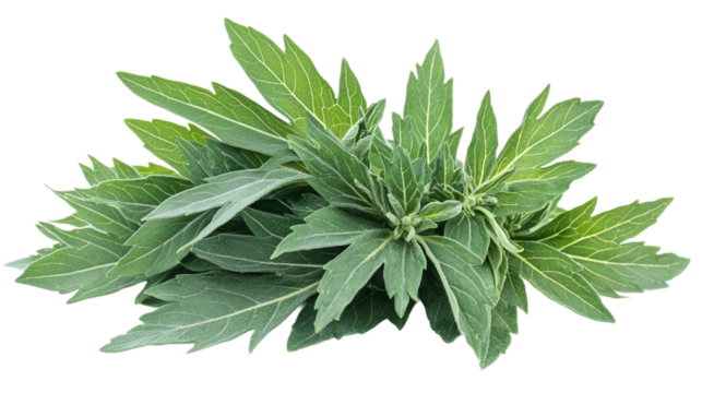 Green leaves of mugwort (artemisia vulgaris), a medicinal and culinary herb, isolated on transparent background.