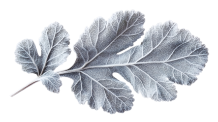 Silvery gray dusty miller leaf with fuzzy texture isolated over the transparent background.