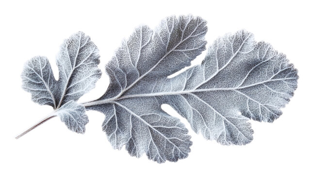 Silvery gray dusty miller leaf with fuzzy texture isolated over the transparent background.