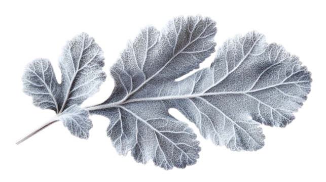 Silvery gray dusty miller leaf with fuzzy texture isolated over the transparent background.
