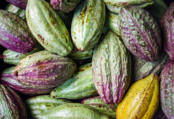 Unripe green cacao pod or raw cocoa fruit background