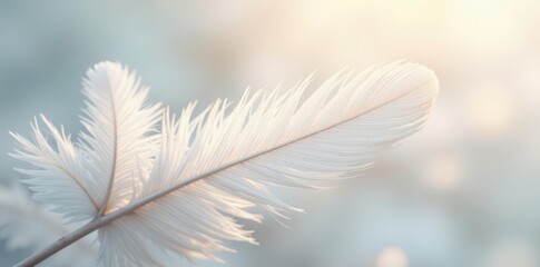 Soft, airy white feather texture; delicate, ethereal backdrop , pure, bright, wispy
