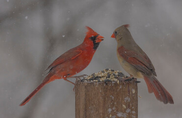 Northern  Cardinals  At Feeder