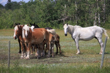 Obraz premium Lake Manitoba Narrows Scenery