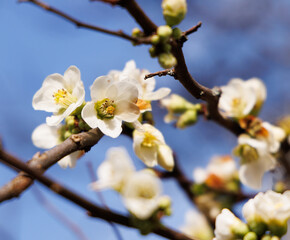 cherry tree blossom