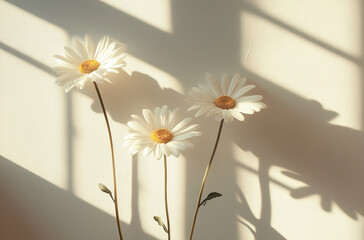 Three white daisies casting shadows on a light wall, creating a serene atmosphere.