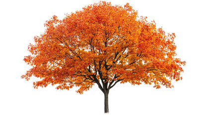 Beautiful autumn foliage of a sugar maple tree isolated on a transparent background.