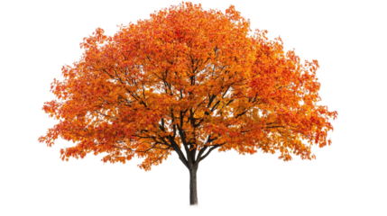 Beautiful autumn foliage of a sugar maple tree isolated on a transparent background.