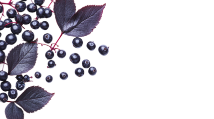 Elderberry berries and leaves isolated on transparent background for herbal medicine, organic health products, and culinary ingredients in high-resolution png format.