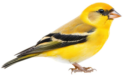 Naklejka premium Elegant goldfinch isolated on transparent background for ornithology and nature-themed design projects.