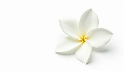 Single gardenia blossom, pristine white petals, isolated on pure white background, background, white