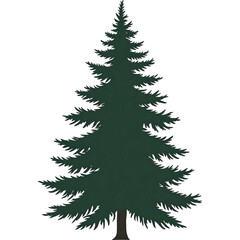 Obraz premium Evergreen Coniferous Tree
