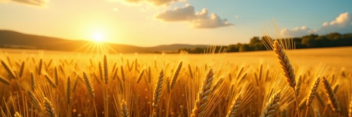 Sunlit fields of golden wheat swaying in the breeze, wheat, landscape