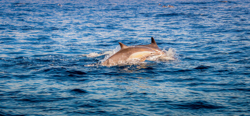 Two dolphin jumping through the water in the middle of the Pacific Ocean