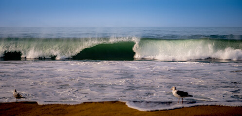 panoramic photo of a Southern California shoreline tide after a storm with a large wave breaking and seagull taking it all in