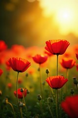 Vibrant red poppies bathed in golden sunlight , photography, poppy field