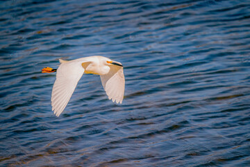 Snowy white egret flies over blue shallow water during sunny afternoon in Southern California