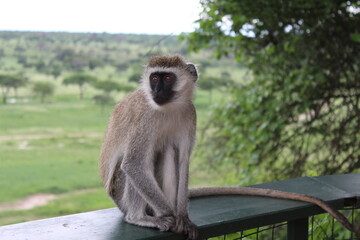 Close-up shot of a vervet monkey sitting on a wooden railing, gazing into the distance with a lush green savanna in the background