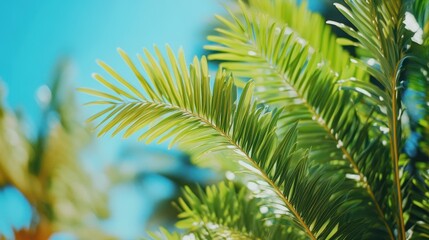 Fototapeta premium A close-up view of a palm tree against a vibrant blue sky, showcasing its lush leaves and tropical essence.