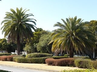 palm trees in the park