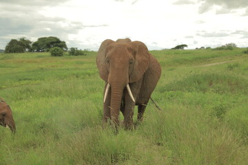 Obraz premium A majestic African elephant stands in the lush green savanna, its tusks curving forward as it gazes ahead. A young elephant is partially visible in the frame