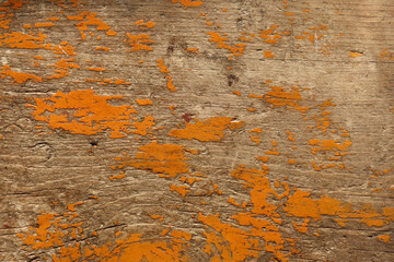 The orange or yellow wood texture with natural patterns. Cracked paint. Surface of old wood plank...