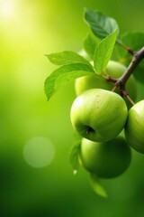 Lush Green Apples Hanging on a Branch, Bathed in Sunlight, Exhibiting Vibrant Colors and Natural Beauty