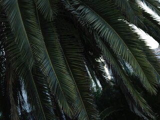 green palm tree