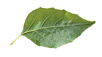 Obraz premium Cottonwood leaf isolated on transparent background - high quality png for design projects.