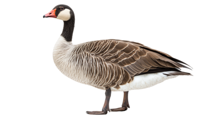 Isolated goose standing on transparent background with detailed feathers and natural colors ideal for wildlife and animal themed designs and creative projects.