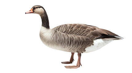 Obraz premium Isolated goose standing on transparent background with detailed feathers and natural colors ideal for wildlife and animal themed designs and creative projects.