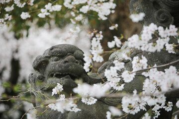 狛犬と桜