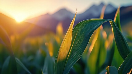 Obraz premium Golden Corn Leaves at Sunrise Mountains