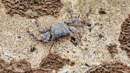 island theme with crab resting on a flat textured Caribbean sandy beach beautiful background full frame. tropical paradise backdrop with space for copy presentation slide or banner.