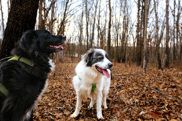 White Great Pyrenees stands in front of sparse autumn brush, its thick, fluffy coat glowing in the crisp outdoor air. Scattered red, orange, and golden leaves dot the ground and bare branches