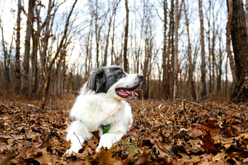 White Great Pyrenees stands in front of sparse autumn brush, its thick, fluffy coat glowing in the crisp outdoor air. Scattered red, orange, and golden leaves dot the ground and bare branches