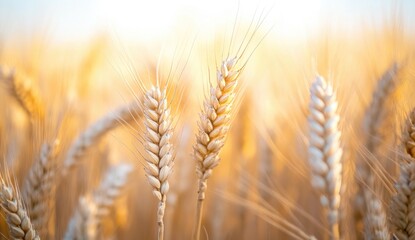 Golden wheat ears closeup with bokeh field background symbolizing harvest abundance, ideal for agricultural branding, organic food packaging, and wellness blog headers.