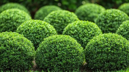 A garden lined with dense shrubs for natural noise reduction.